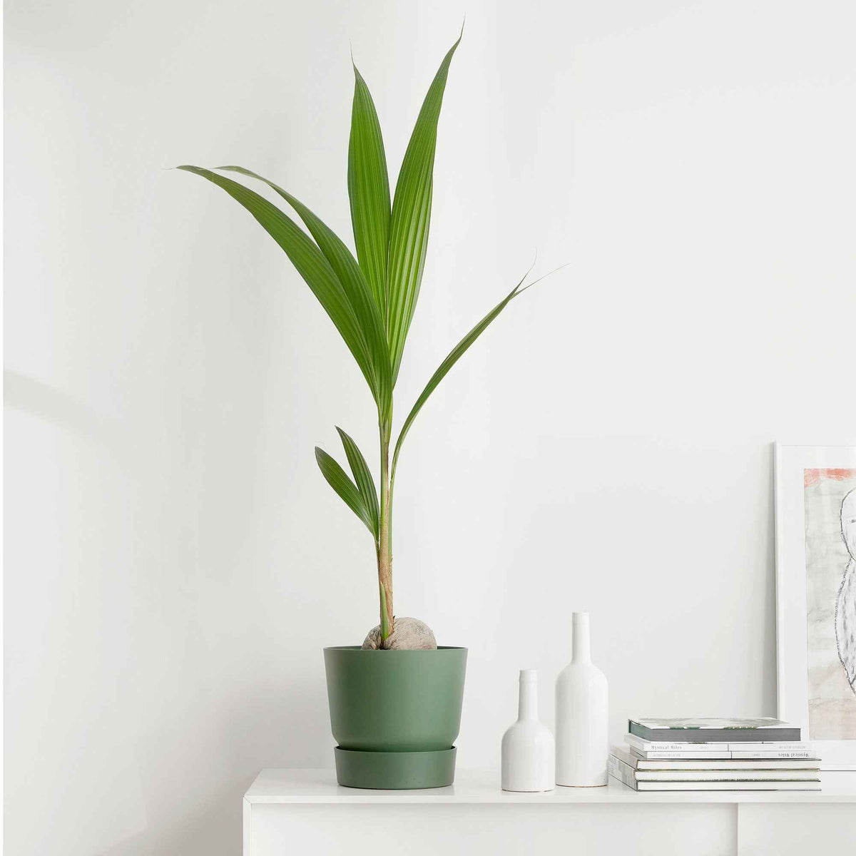 Kokospalme Cocos nucifera - Willemse