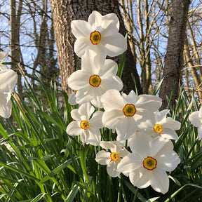 Narcissus 'Fortune', 'Rijnveld Early Sensation', 'Actaea' - Narzissen-Kollektion 'Fortune' & 'Rijnveld Early Sensation' (x30) - Narzissen-Zwiebeln