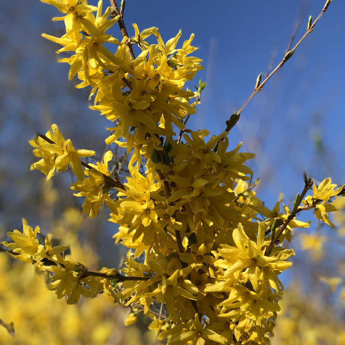 Goldglöckchen - Forsythia x intermedia Spectabilis - Willemse