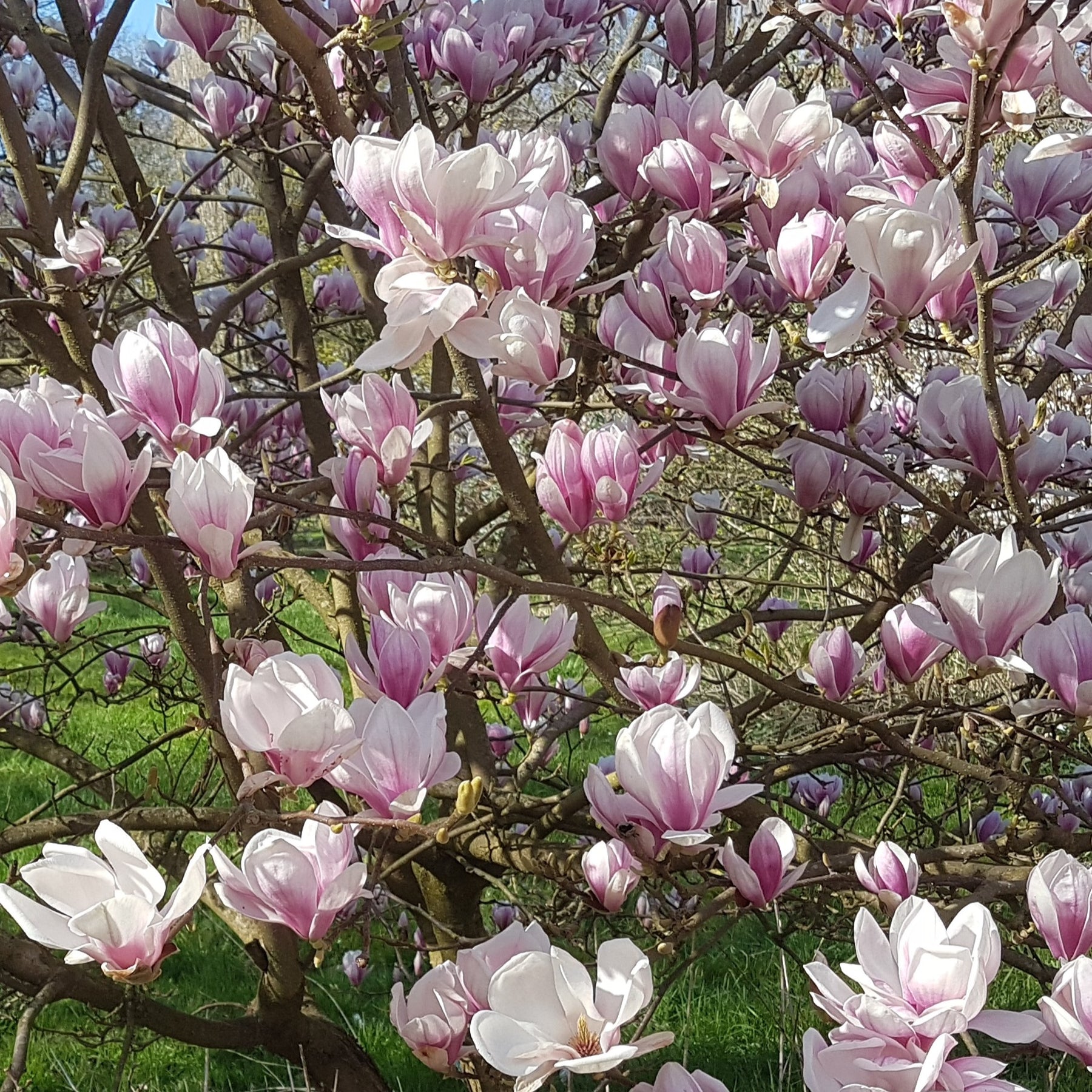 Tulpen-Magnolie - Willemse