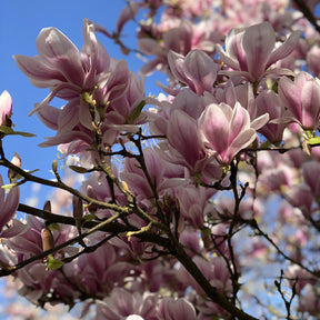 Tulpen-Magnolie - Magnolia soulangeana - Willemse