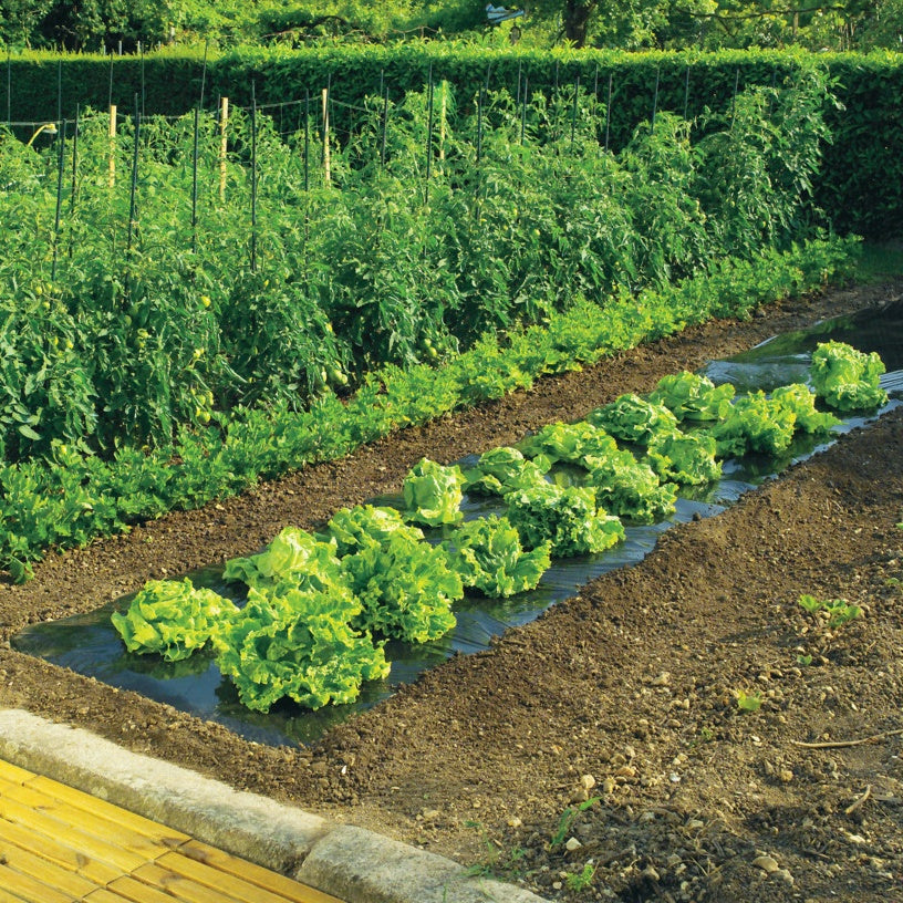Schwarzer Film - Gemüsegarten anlegen