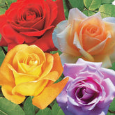 Strauchrosen Mischung (Whisky, Malaga, Lune Bleue, Magie Parfu) (x4) - Willemse