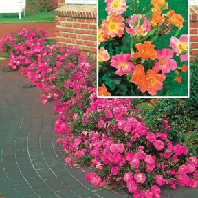 Bodendeckerrosen Mischung (Happy Chappy + Mirato) (x6) - Willemse