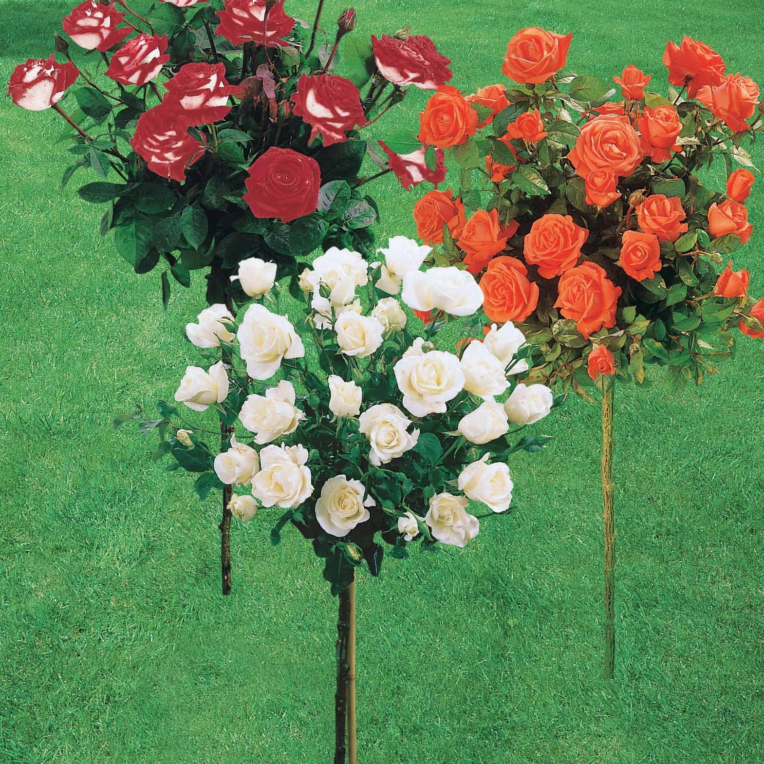 Stammrosen Mischung (Ramona, Korbin, Osiria) (x3) - Rosa 'ramona', 'korbin', 'osiria'