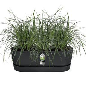Verkauf Balkonkasten Greenville Living schwarz - 