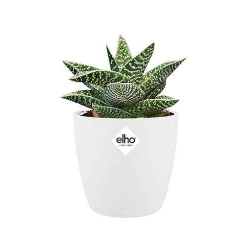  - Elho Blumentopf Brussels rund weiß - Pflege und Material