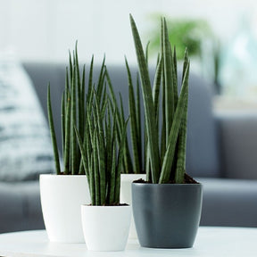 Pflege und Material - Elho Blumentopf Brussels rund weiß - 