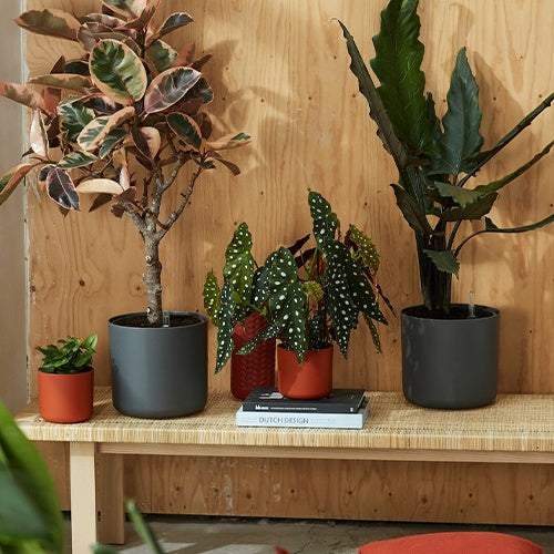 Elho Blumentopf B.for soft rund anthrazit