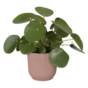 Elho Blumentopf Vibes Fold rund rosa - Innentopf