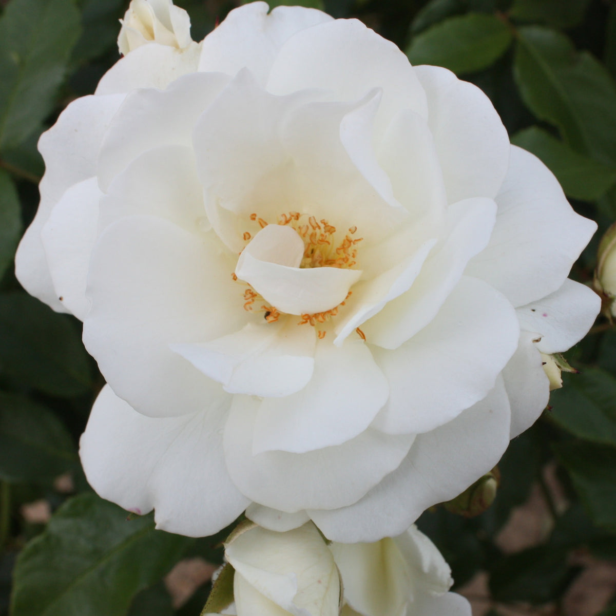 Beetrose Iceberg - Willemse