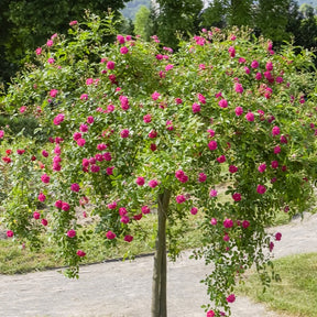 Rosa wichuraiana excelsa - Stammrose Excelsa - Stängelrosen