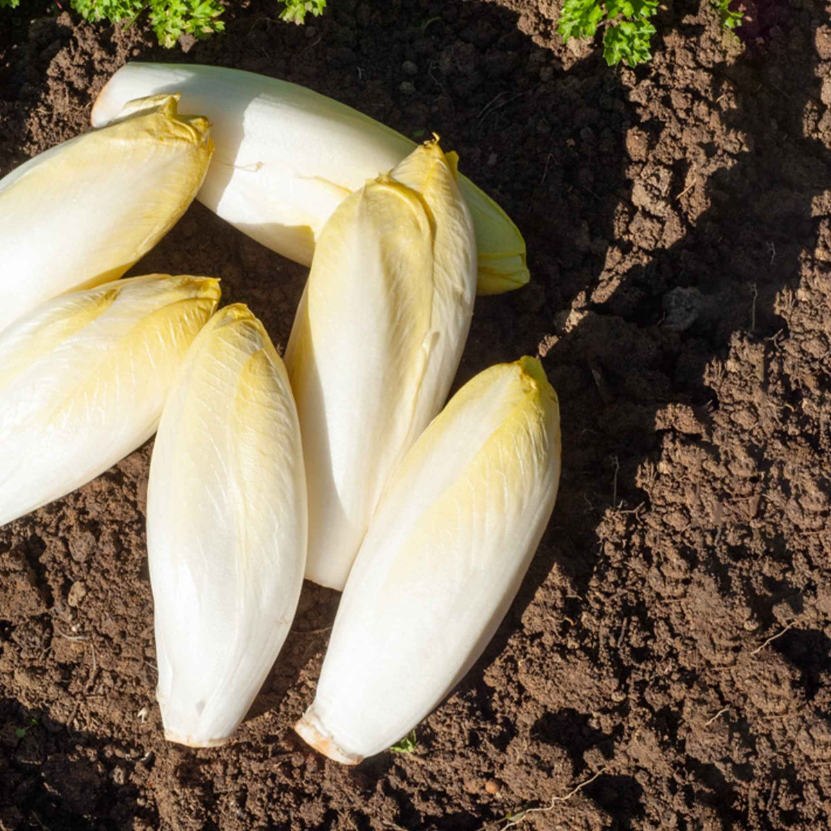 Normaler Chicorée (Gemüseauslese) - Willemse
