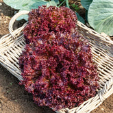 Lactuca sativa lollo rossa - Pflücksalat ‘Lollo Rossa’ - Samen für Salate