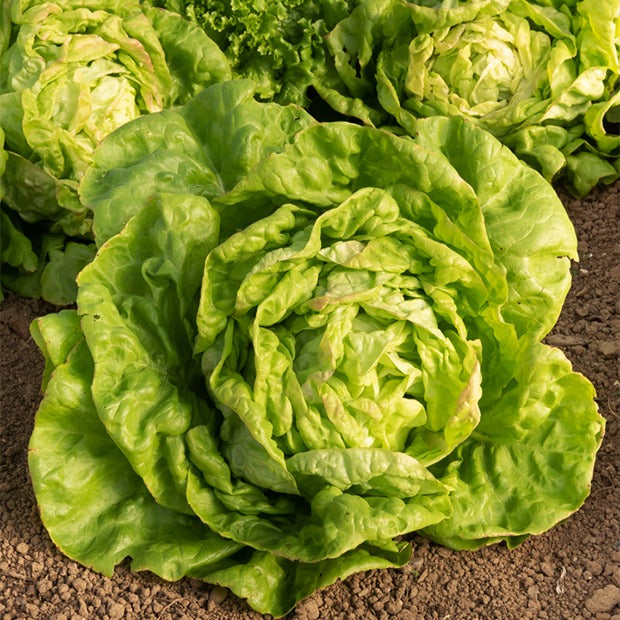 Lactuca sativa Reine de Mai - Kopfsalat Reine de Mai - Samen für Salate