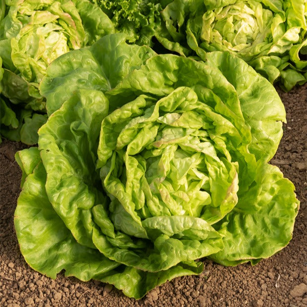 Salat-Kollektion ‘7 Monate’