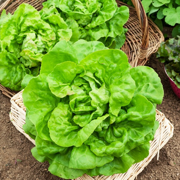 Kopfsalat Reine de Mai - Lactuca sativa reine de mai (3 g) - Saatgut