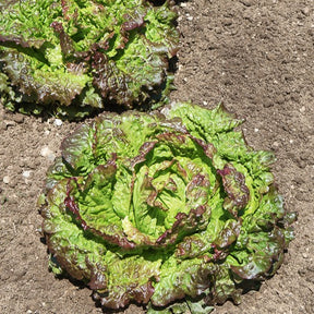 Bataviasalat ‘Rouge Grenobloise’ - Lactuca sativa capitata rouge grenobloise - Willemse