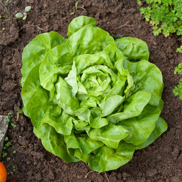 Kopfsalat Appia - Lactuca sativa appia (10 g) - Gemüsegarten