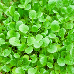 Samen für Salate - Barbarakraut - Barbarea verna