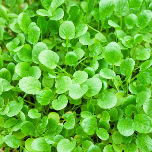 Barbarakraut - Barbarea praecox - Willemse