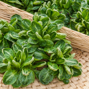 Feldsalat ‘Coquille de Louviers’ - Valerianella locusta coquille de louviers - Willemse
