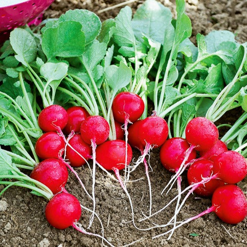 Rettich Kirsche - Raphanus sativus cerise - Willemse