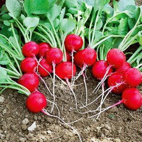 Radieschen-Kollektion (x3)