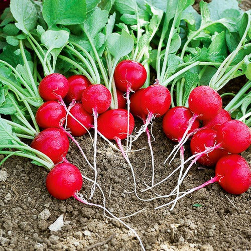 Radieschen-Kollektion (x3)