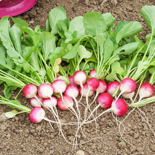 Runder Rettich National 3 - Raphanus sativus rond national 3 - Willemse