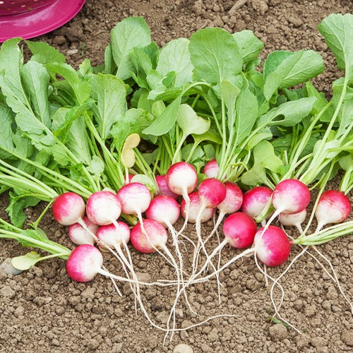 Collection 3 radis - Radieschen - Samen für Radieschen