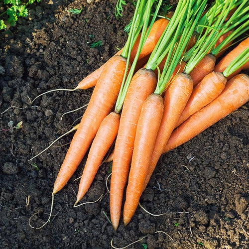 Karotten-Kollektion 'Nantaise', 'Carentan', 'Colmar'