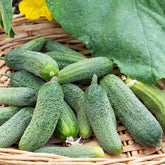 Gurke Vert Petit de Paris - Cucumis sativus vert petit de paris - Willemse