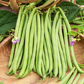 Buschbohne 'Delinel' - Phaseolus vulgaris Delinel - Willemse