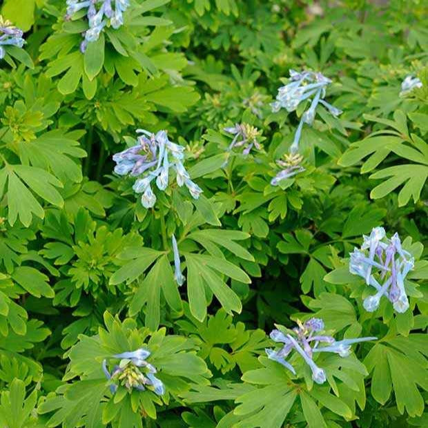 Lerchensporn Blue Line ® Couriblue - Corydalis x blue line ® ‘couriblue’ - Willemse