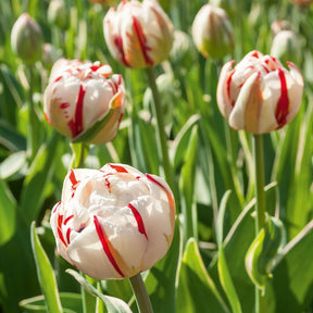 Pfingstrosen-Tulpen ‘Carnaval de Nice’ (x10) - Tulipa carnaval de nice - Willemse