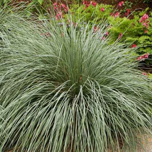 Blaustrahlhafer (x2) - Helictotrichon sempervirens - Willemse