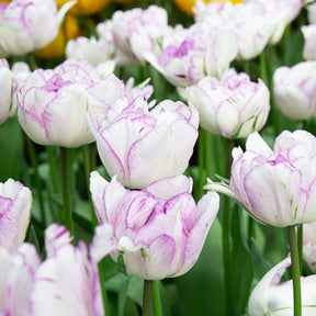 Pfingstrose Tulpe 'Shirley Double' (x5) - Willemse