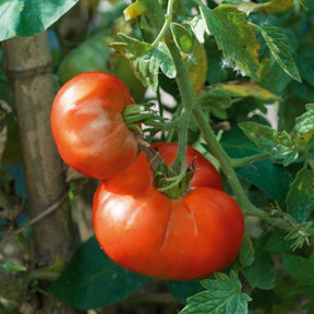 Tomate Marmande Pflanzen - Solanum lycopersicum marmande - Willemse