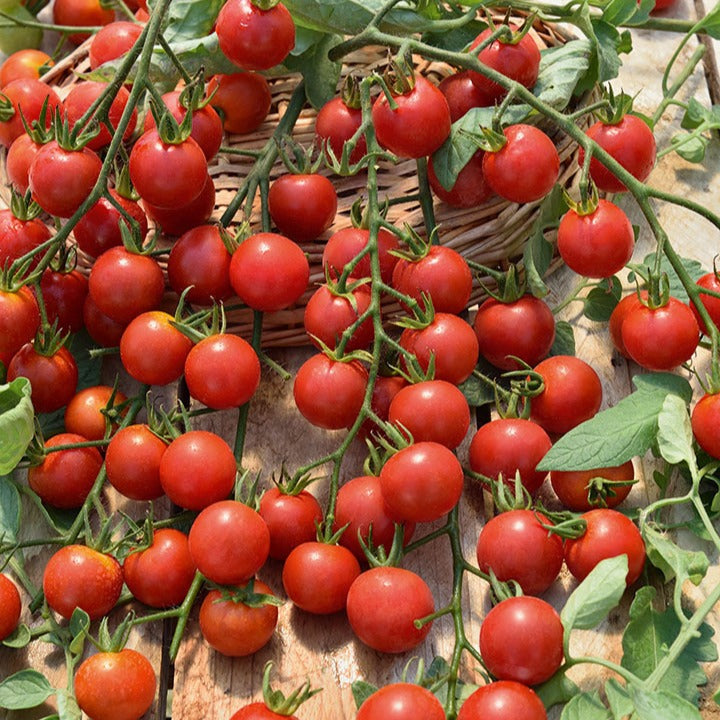 Rote Kirschtomate Supersweet 100 - Willemse