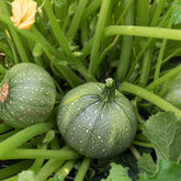 Runde Zucchini ‘Ronde de Nice’ (x3) - Willemse
