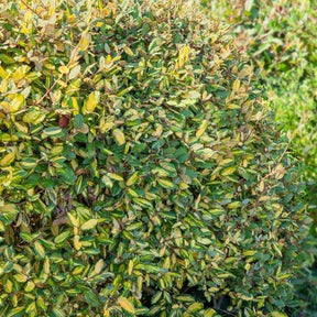 Silber-Ölweide ‘Maculata’ - Willemse