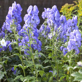 Eisenhut   - Herbst-Eisenhut Arendsii - Aconitum carmichaelli Arendsii