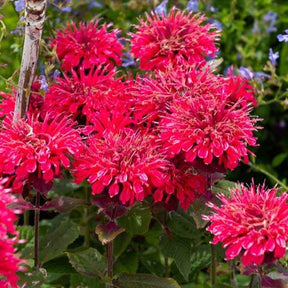 Indianernessel Bee Happy ® - Willemse