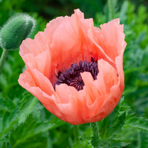 Orientalischer Mohn Pattys Plum - Papaver orientale Patty's Plum - Willemse