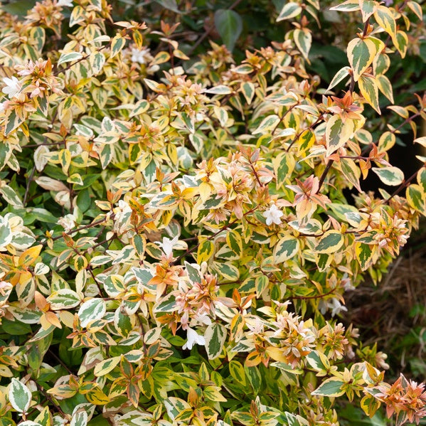 Großblumige Abelie 'Kaleidoscope - Abelia grandiflora 'kaleidoscope' (r) - Willemse