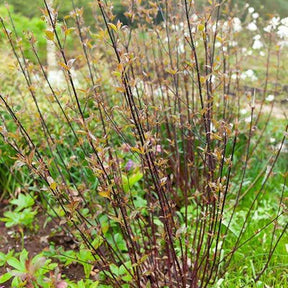 Schwarzholzhartriegel Kesselringii - Willemse