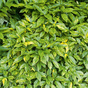 Japanische Aukube - Aucuba japonica variegata - Willemse