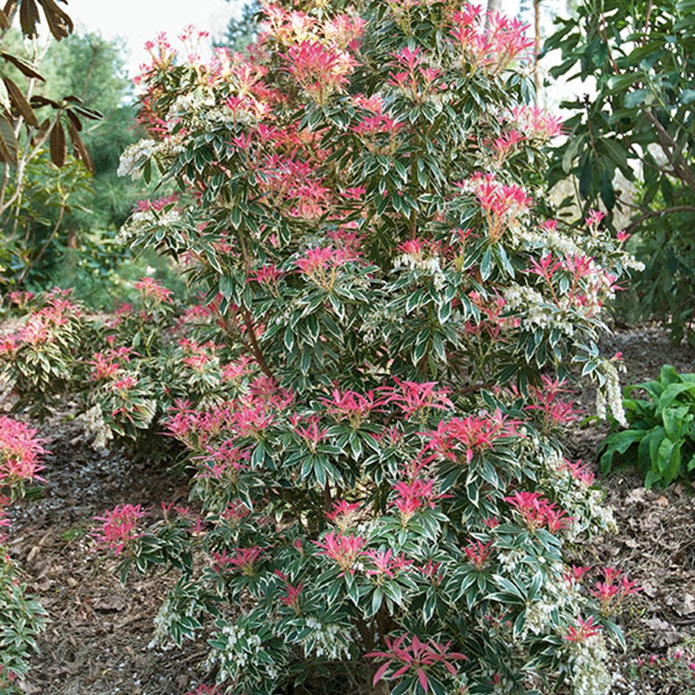 Bunte Lavendelheide - Pieris japonica Flaming Silver - Willemse