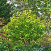 Gelbe Trompetenbaum - Catalpa bignonioides aurea - Willemse